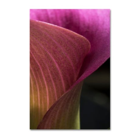 Kurt Shaffer 'Part Of A Calla Lily' Canvas Art,12x19